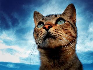обои Голубоглазый кот на фоне неба фото