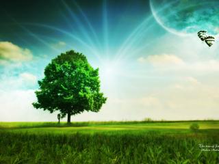 обои Зеленое дерево и летяшие на воздушном шаре фото