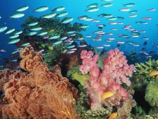 обои Косяк рыб на фоне кораллов фото