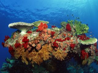 обои Коралловый риф фото