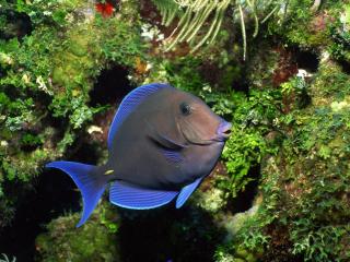 обои Серая рыбка с синим оттенком фото