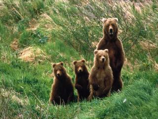 обои Медведь и три медвежонка фото