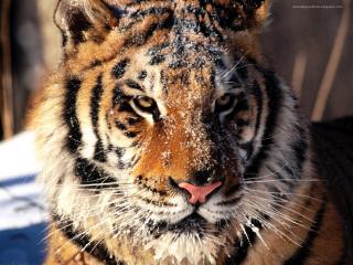 обои Опасный и хищный тигр фото