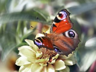 обои Бабочка Papilio ulysses фото