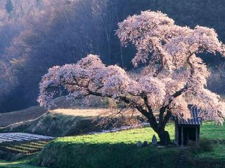 обои Японская цветущая сакура, весна фото