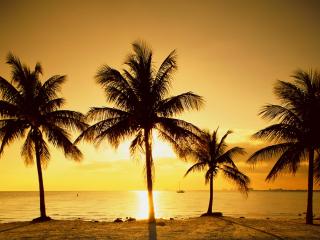 обои Лето,   пальмы,   пляж,   корабль фото