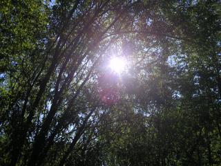 обои Солнце за деревьями фото