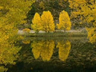 обои Золото деревьев у осеннего пруда фото