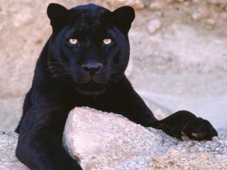 обои для рабочего стола: Dark Look,   Black Leopard