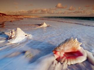 обои Conch Shells,   Cat Island,   Bahamas фото