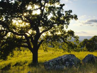 обои Одинокий дуб и холмы, лето, горы Диабло Стэйт Парк, Калифорния фото