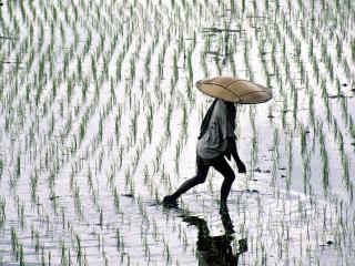 обои Rice Fields,   Bali,   Indonesia фото