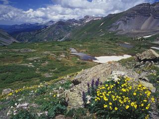 обои Snow Cinquefoil and Colorado Columbine,   Mount Sneffels Wilderness,   Colorado фото
