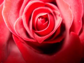обои Темно-красный бутон розы фото