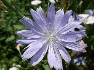 обои Нежно-голубой цветок крупным планом фото