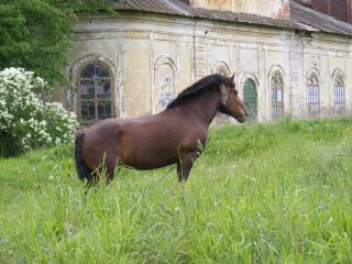 обои У старой церкви,   лошадь,   коричневая фото