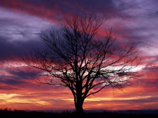 обои Дерево на закате фото
