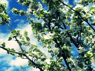 обои Цветущие весенние ветви дерева, на фоне неба фото
