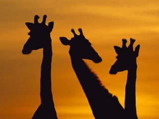 обои Giraffe Trio at Dawn,   Chobe National Park,   Botswana фото