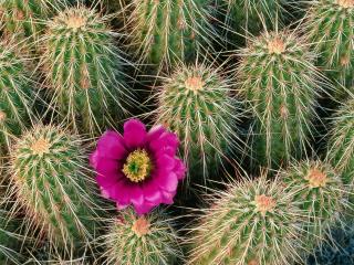обои Хеджхог кактус, штат Аризона фото