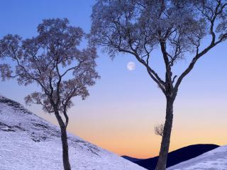 обои Пара зимних деревьев,  одевшихся в иней фото