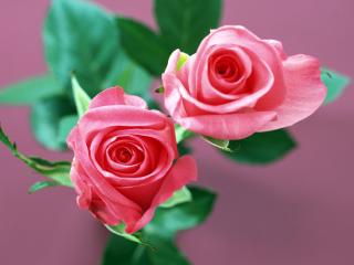 обои Нежные розовые розы на сиреневатом фоне фото