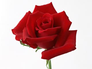обои Бархатистые лепестки бордовой гордой розы фото