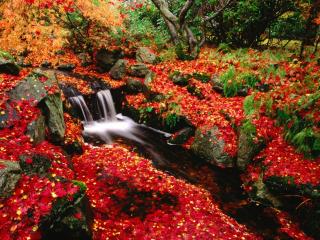 обои Крошечный водопадик среди ярчайших осенних листьев фото