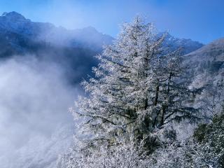 обои Заиндевевшее дерево в зимних горах фото
