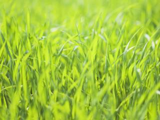 обои Сочная ярко-зеленая трава в жаркий день фото