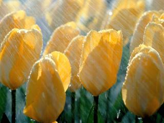 обои для рабочего стола: Бутоны желтых тюльпанов в потоке солнечного света