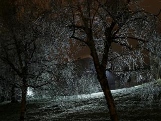 обои Ледяной иней на зимних деревьях фото