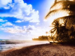 обои Море,   пляж и пальмы фото