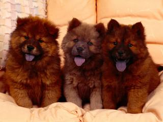 обои для рабочего стола: Cozy Couch,   Chow Chow Puppies