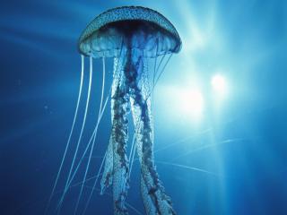 обои Electric Jellyfish Strongly фото