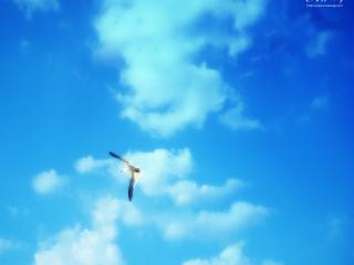 обои Высокое небо со светлыми облаками и парящей птицей фото