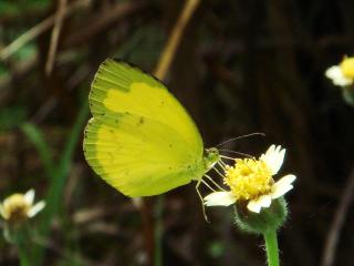 обои Канареечного цвета бабочка на маленьком цветке фото
