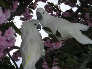 обои для рабочего стола: Белые попугаи в цветущих зарослях дерева