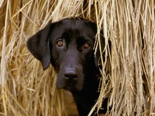 обои для рабочего стола: Hiding in the Hay