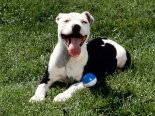 обои для рабочего стола: Satisfied,   American Pit Bull Terrier