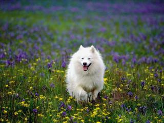 обои для рабочего стола: Summer Play,   Samoyed