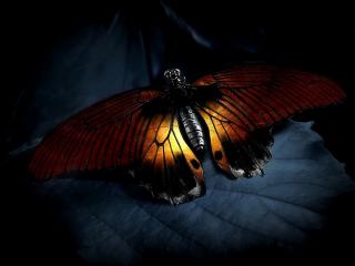 обои Ночная бабочка фото