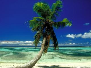 обои Одинокая пальма на песчаном берегу фото