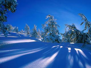 обои Зимний заснеженный лес ярким солнечным днём фото