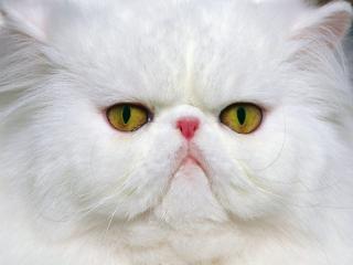 обои для рабочего стола: White Persian