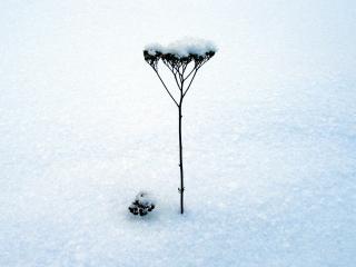 обои Укропный стебель покрытый снегом фото