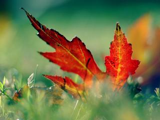 обои Осенний лист клена фото