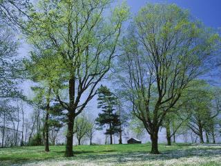 обои Spring Meadow,   Lexington,   Kentucky фото
