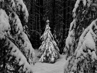 обои Снежный сосновый лес фото
