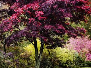 обои Разноцветная краса весеннего дерева фото